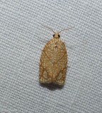 Yellow-winged oak leafroller moth (Argyrotaenia quercifoliana), #3623