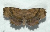 Scallop moth  (<em>Cepphis armataria</em>), #6835