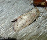 Tufted thyatirid moth (Pseudothyatira cymatophoroides), #6237