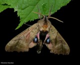 Blinded sphinx moth   (<em>Paonias excaecata</em>), #7824