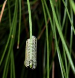 European Pine sawfly larvae (<em>Neodiprion sertifer</em>)