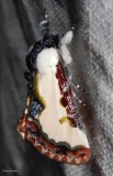 Pearly wood-nymph (<em>Eudryas unio</em>), #9299