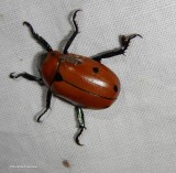 Spotted pelidnota beetle (<em>Pelidnota punctata</em>)
