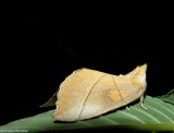 White-dotted prominent moth (Nadata gibbosa), #7915