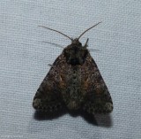 Disparaged arches moth  (<em>Orthodes detracta</em>), #10288