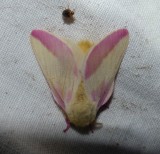 Rosy maple moth  (<em>Dryocampa rubicunda</em>), #7715