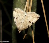 Lettered fanfoot (<em>Zanclognatha lituralis</em>),  #8340