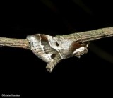 Doubledays baileya moth (<em>Baileya doubledayi</em>),  #8969
