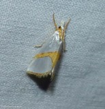 Curve-lined vaxi moth  (<em>Vaxi auratella</em>), #5465