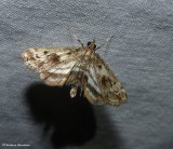 Obscure pondweed moth (Parapoynx obscuralis), #4760