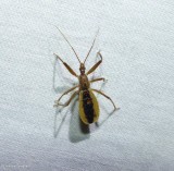 Assassin bug (<em>Fitchia aptera</em>)