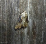 Double-lobed moth (Lateroligia ophiogramma), #9385.1