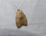 The batman moth  (<em>Coelostathma discopunctana</em>), #3747 