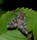 Yellow-headed cutworm moth  (<em>Apamea amputatrix</em>), #9348