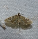 Guenes Pearl moth (<em>Anania tertialis</em>), #4953