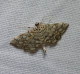 Bog lygropia moth  (<em>Lygropia rivulalis</em>), #5250