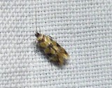 Reticulated decantha moth  (<em>Decantha boreasella</em>), #1042