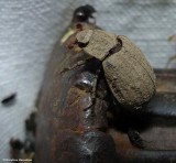 Hide beetle (<em>Trox</em>)