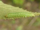 Sleeping baileya moth caterpillar (<em>Baileya dormitans</em>), #8971