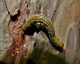 Geometrid caterpillars (Family: Geometridae) 6292 - 7605
