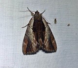Ultronia underwing moth (<em>Catocala ultronia</em>), #8857