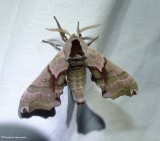 Twin-spotted sphinx moth  (<em>Smerinthus jamaicensis</em>), #7821