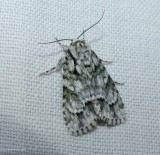 Delightful dagger moth (<em>Acronicta vinnula</em>), #9225