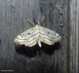 Chestnut-marked pondweed moth  (<em>Parapoynx badiusalis</em>), #4761