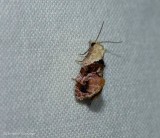 Holland's cochylid moth (Thyraylia hollandana), #3847