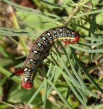 Leafy spurge moth caterpillar   (<em>Hyles euphorbiae</em>), #7892