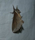 Elegant prominent moth  (<em>Pheosidea elegans</em>), #7924