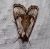 Formosa looper moth (<em>Chrysanympha formosa</em>), #8904