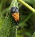 End-Banded Net-Winged Beetle (Calopteron terminale)