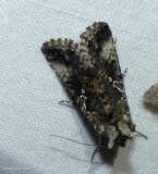 Abstruse Looper moth (<em>Syngrapha abstrusa</em>), #8940 