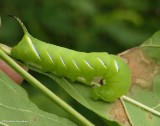 Laurel sphinx moth caterpillar (<em>Sphinx kalmiae</em>), #7809