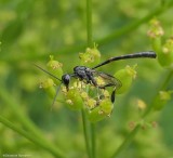 Gasteruptiid Wasps (Family: Gasteruptiidae)