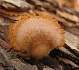 Fungi (23 galleries)