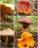 Fall Fungi