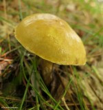 Bolete mushroom (Boletus)