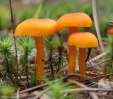 Hygrocybe sp.