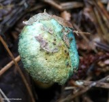 Fungi of Larose Forest