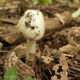 Mushroom (Amanita sp.)