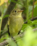 Yellow-bellied flycatcher