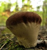 Mushroom