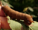 Elm sphinx moth caterpillar (<em>Ceratomia amyntor</em>),  #7786