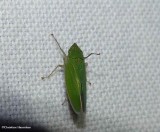 Waterlettuce leafhopper (<em>Draeculacephala inscripta</em>)