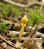 Hygrocybe sp.