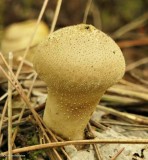 Puffball (<em>Lycoperdon</em>)