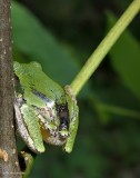 Grey treefrog   (<em>Hyla versicolor</em>)