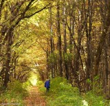 Rail trail